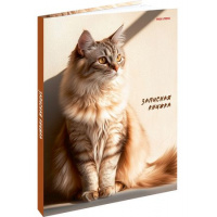 Фото товара - Записная книжка А5 80л "РЫЖИЙ КОТ В ЛУЧАХ СОЛНЦА" широкие, глянц.лам. 80-7581 Проф-Пресс
